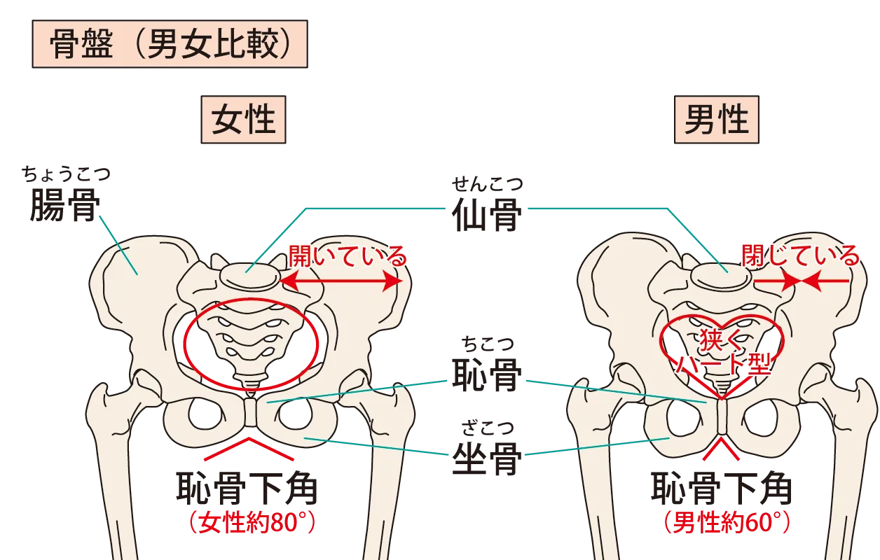 骨盤矯正整体の驚くべき効果：日常生活の質を向上させる秘訣